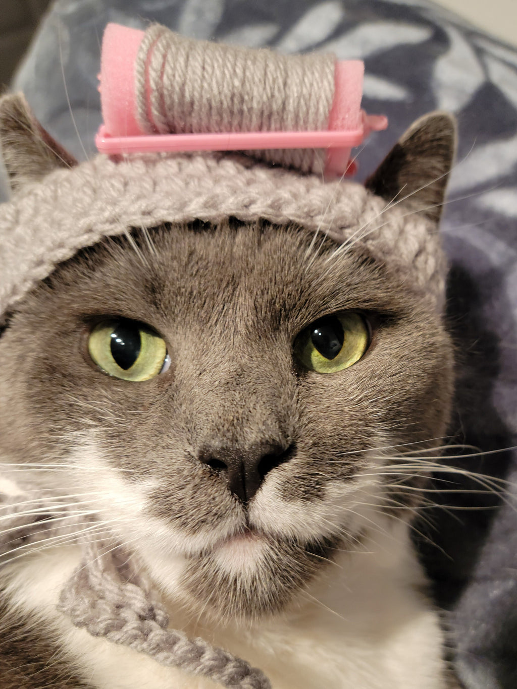 Cat or small dog crocheted grandma hat with rollers.